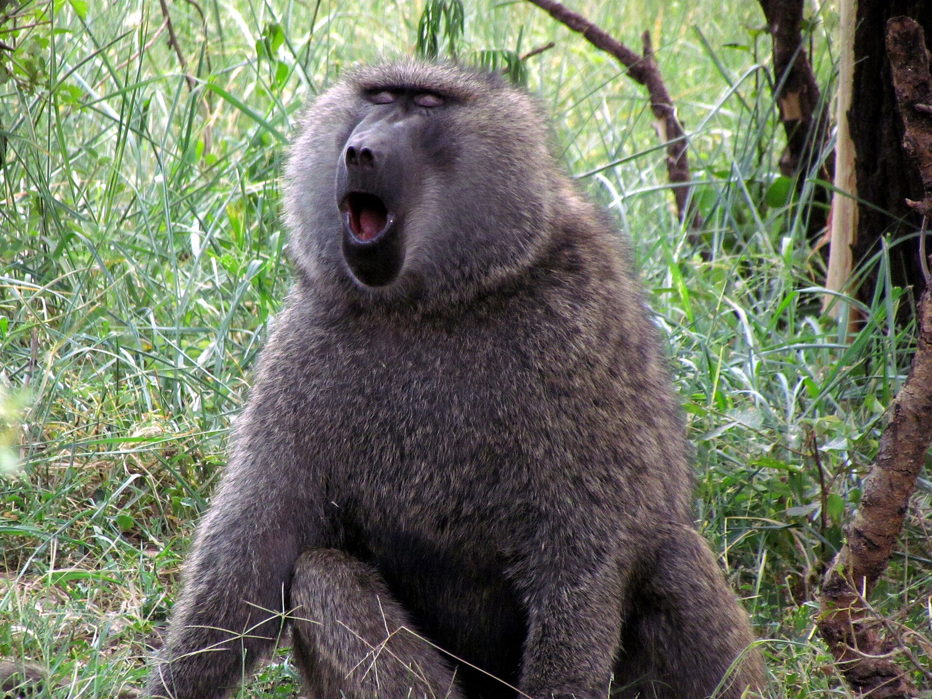 Safari route planning image