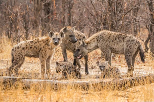 Hyena Tanzania safari guide image 3