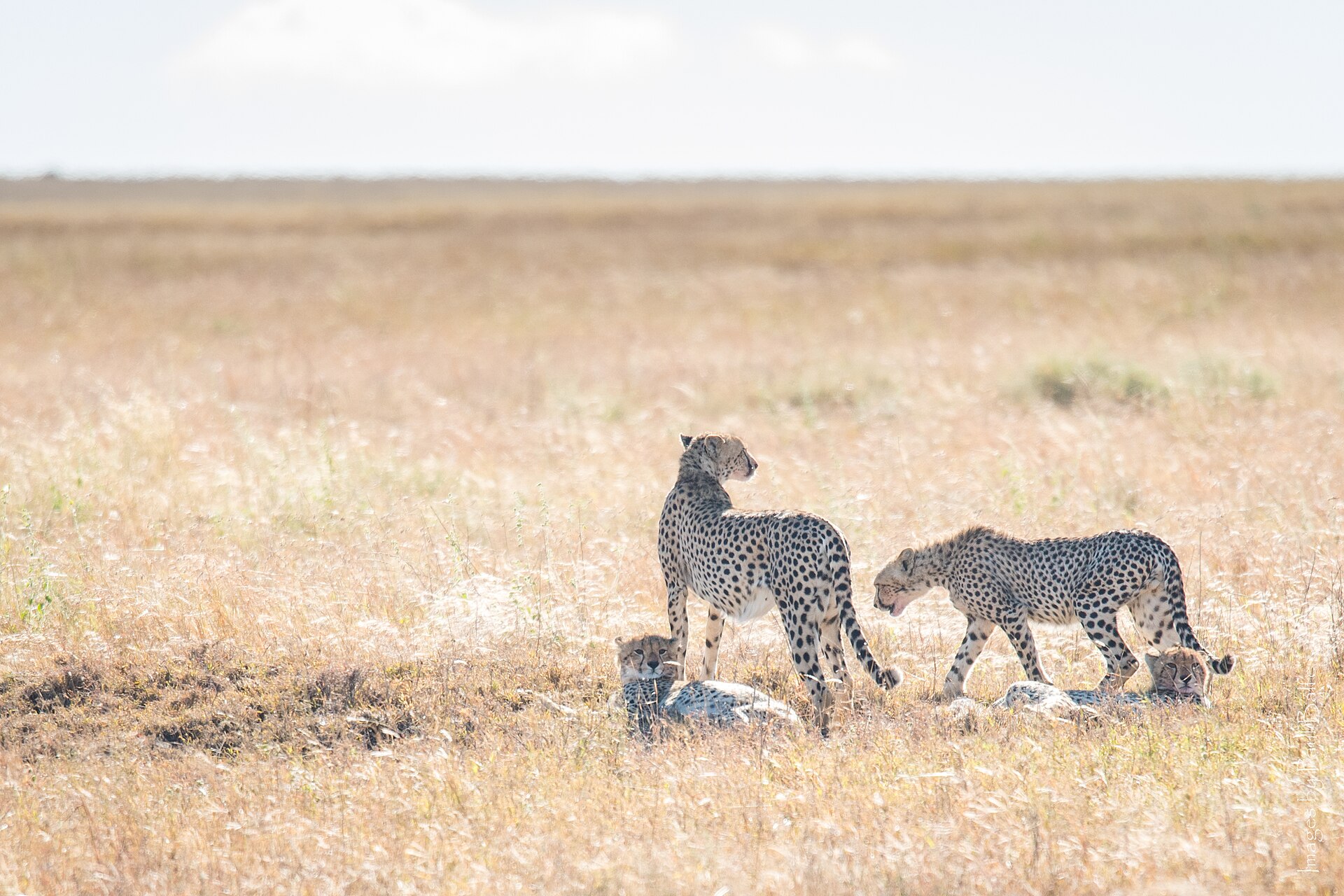 Cheetah family in Tanzania illustrating safari value beyond price
