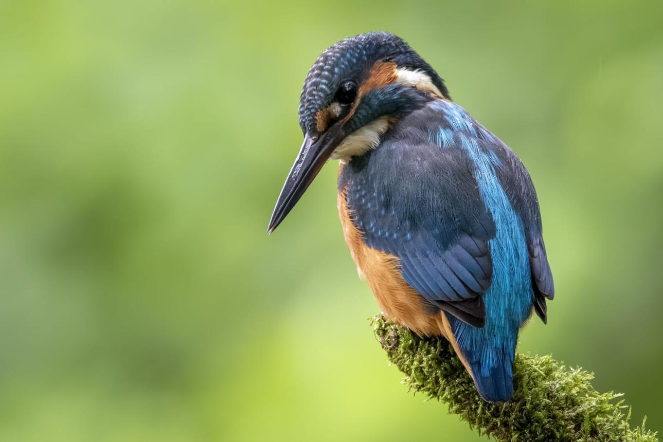 Kingfisher bird image 1 for Tanview Safaris birdwatching guide