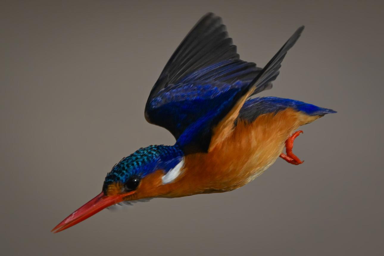 Kingfisher bird image 2 for Tanview Safaris birdwatching guide