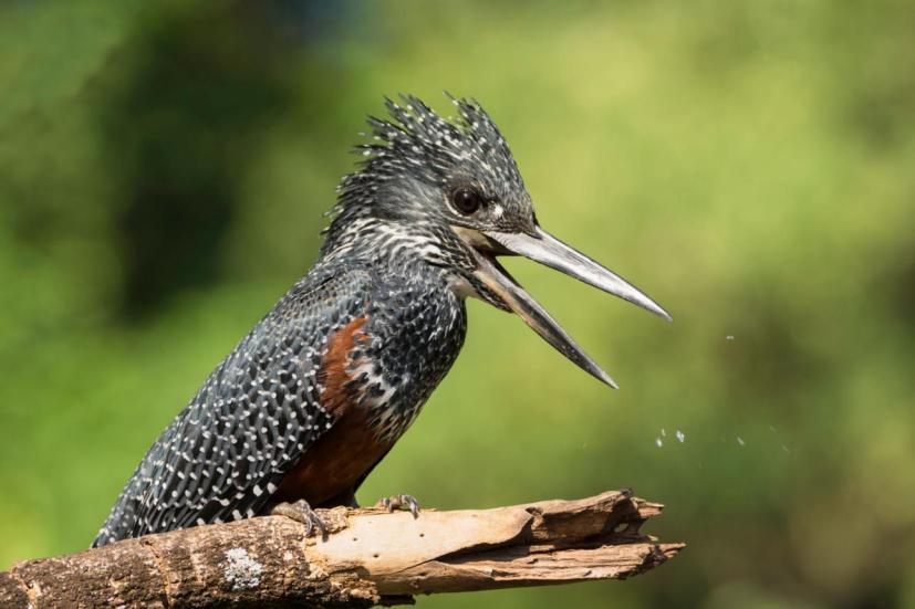 Kingfisher bird image 3 for Tanview Safaris birdwatching guide