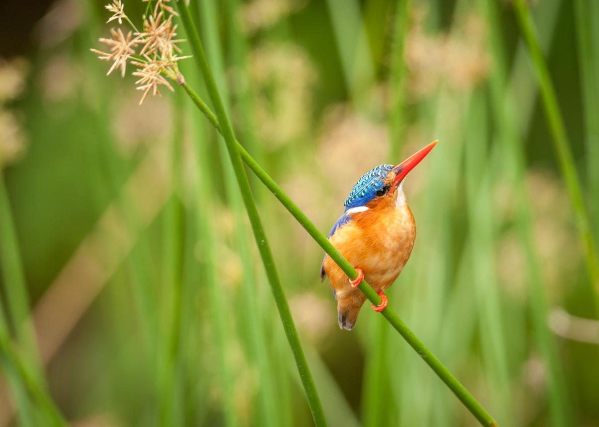 Kingfisher bird image 2 for Tanview Safaris birdwatching guide