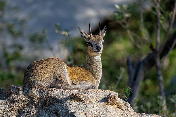 Klipspringer Tanzania safari guide image 1