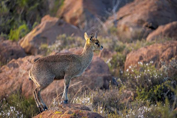 Klipspringer Tanzania safari guide image 3