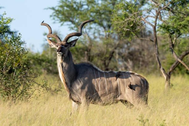Kudu Tanzania safari guide image 2