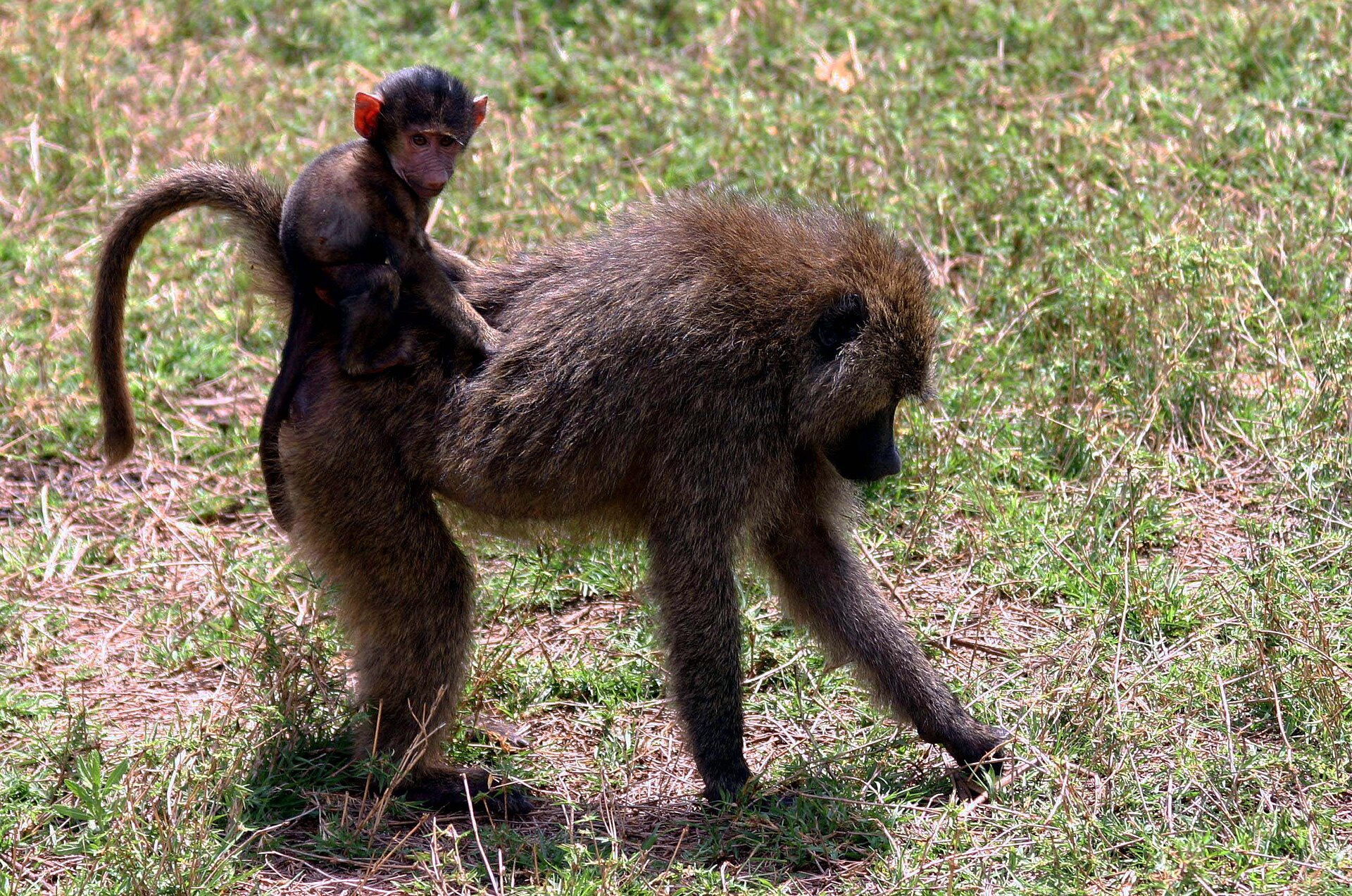 Real travel image for Lake Manyara Day Trip vs Overnight Which One Fits Better?