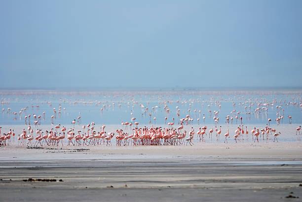 Lake Manyara Flamingos Tanzania safari guide image 1