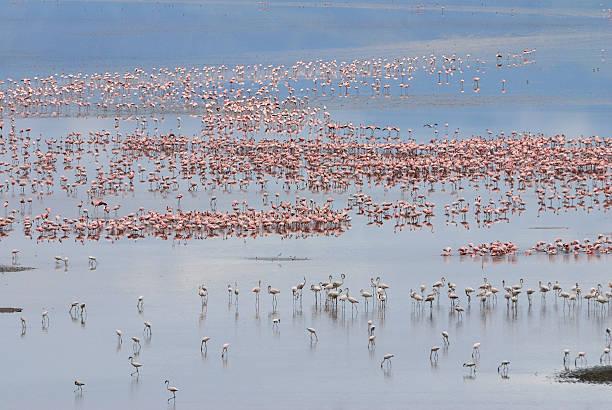 Lake Manyara Flamingos Tanzania safari guide image 2