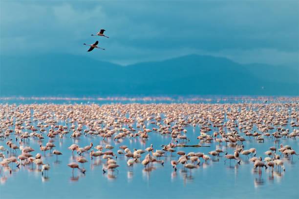 Lake Manyara Flamingos Tanzania safari guide image 3
