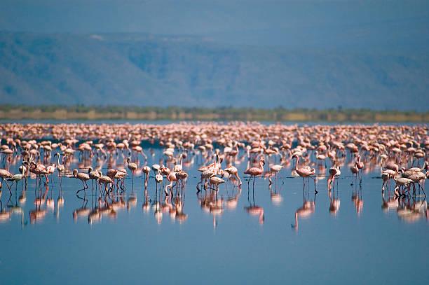 Lake Natron Flamingos Tanzania safari guide image 1