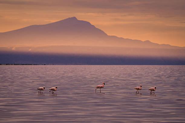 Lake Natron Flamingos Tanzania safari guide image 2
