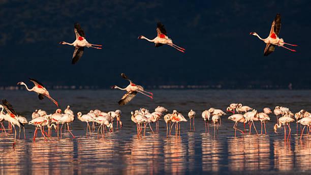 Lake Natron Flamingos Tanzania safari guide image 3