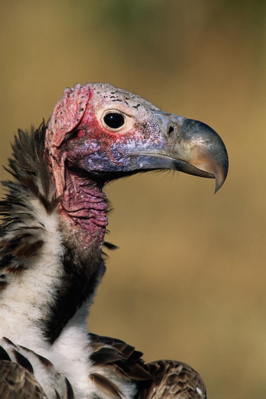Lappet-faced vulture bird image 1 for Tanview Safaris birdwatching guide