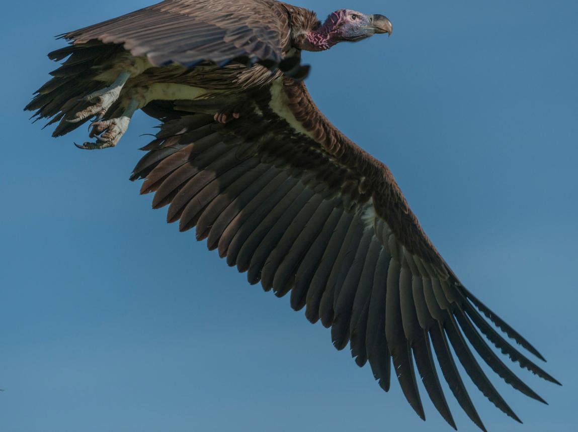 Lappet-faced vulture bird image 2 for Tanview Safaris birdwatching guide