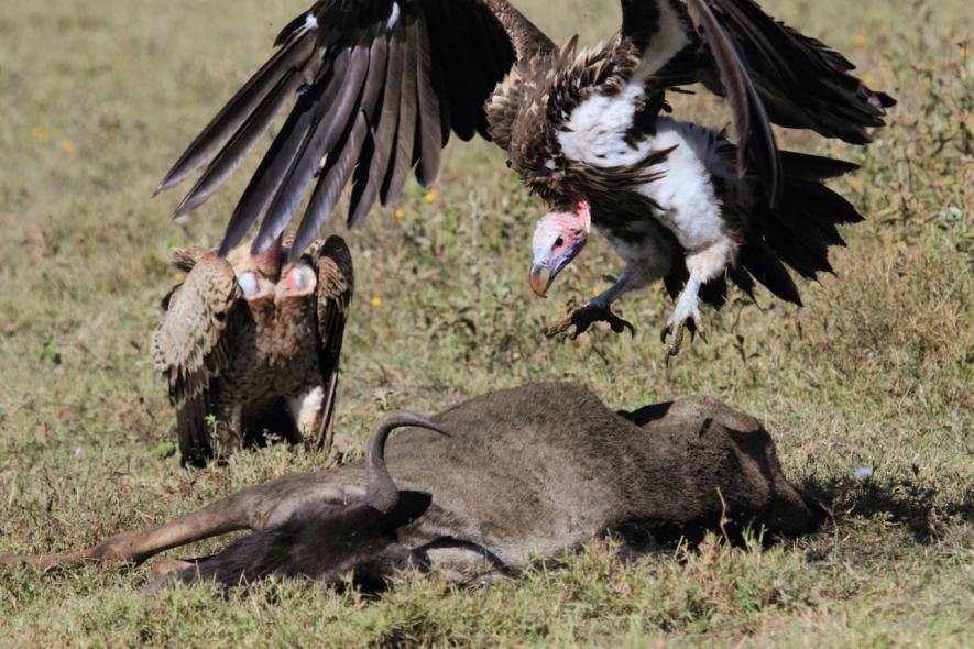 Lappet-faced vulture bird image 3 for Tanview Safaris birdwatching guide