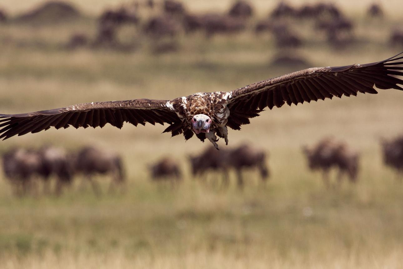 Lappet-faced vulture bird image 1 for Tanview Safaris birdwatching guide
