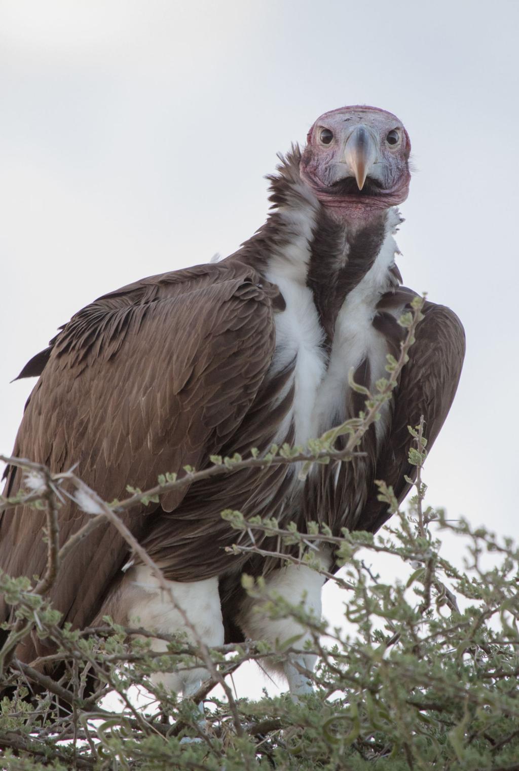 Lappet-faced vulture bird image 2 for Tanview Safaris birdwatching guide