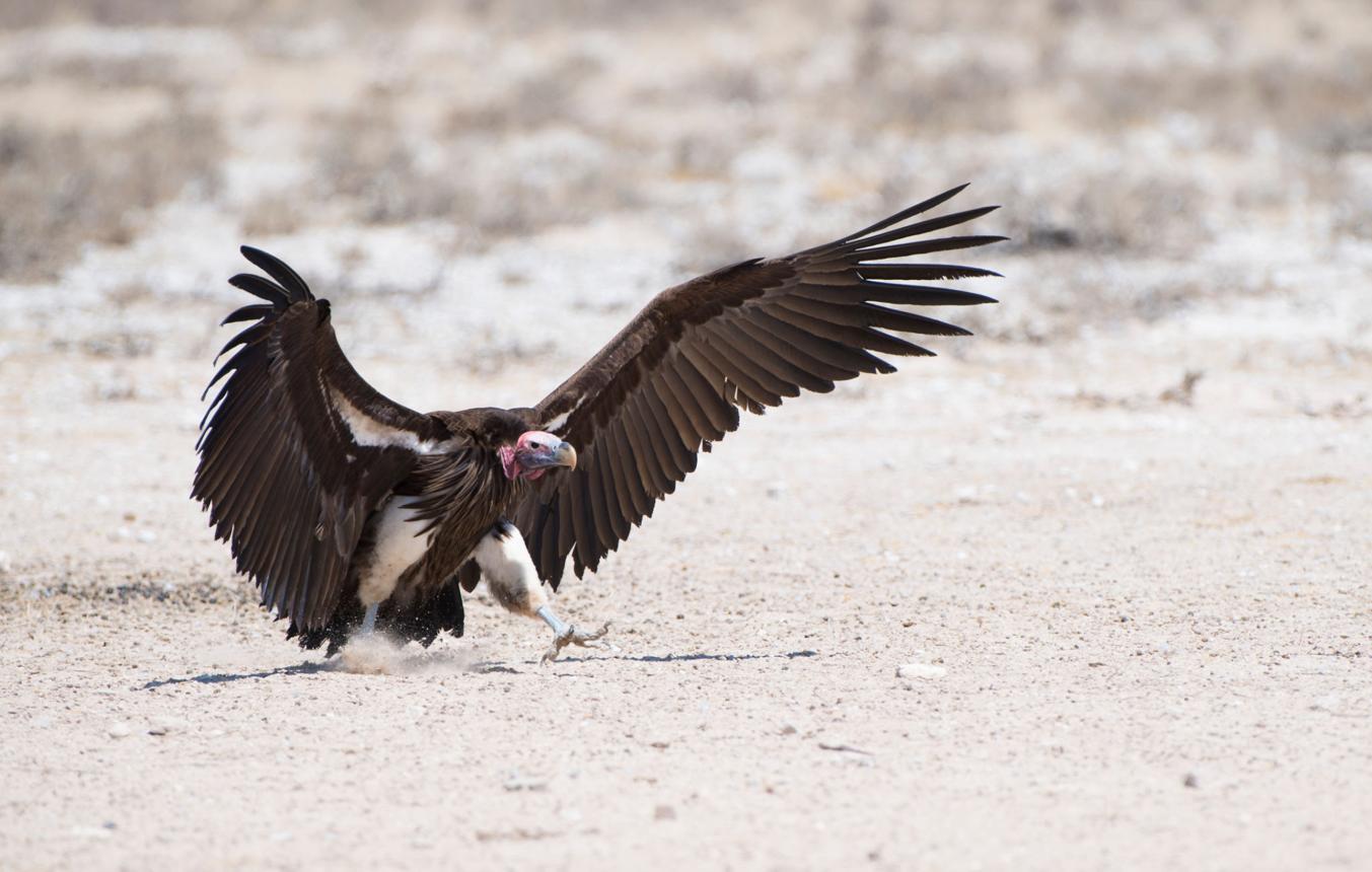 Lappet-faced vulture bird image 3 for Tanview Safaris birdwatching guide