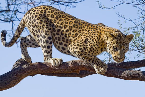 Leopard Safari Tanzania safari guide image 2