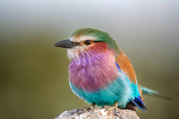 Lilac Tanzania safari guide image 1