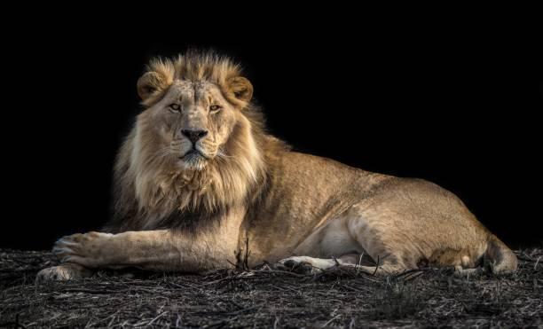 Lion Safari Tanzania safari guide image 2