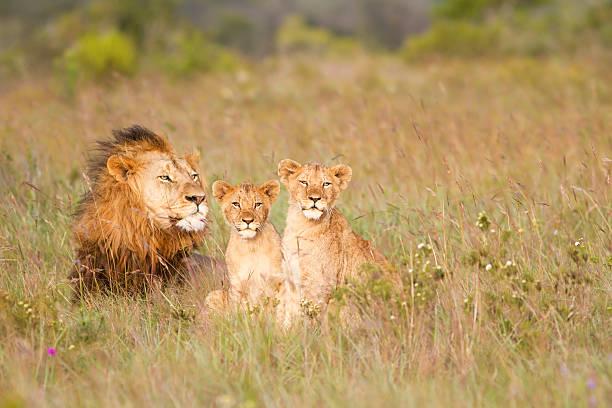 Lion Safari Tanzania safari guide image 3