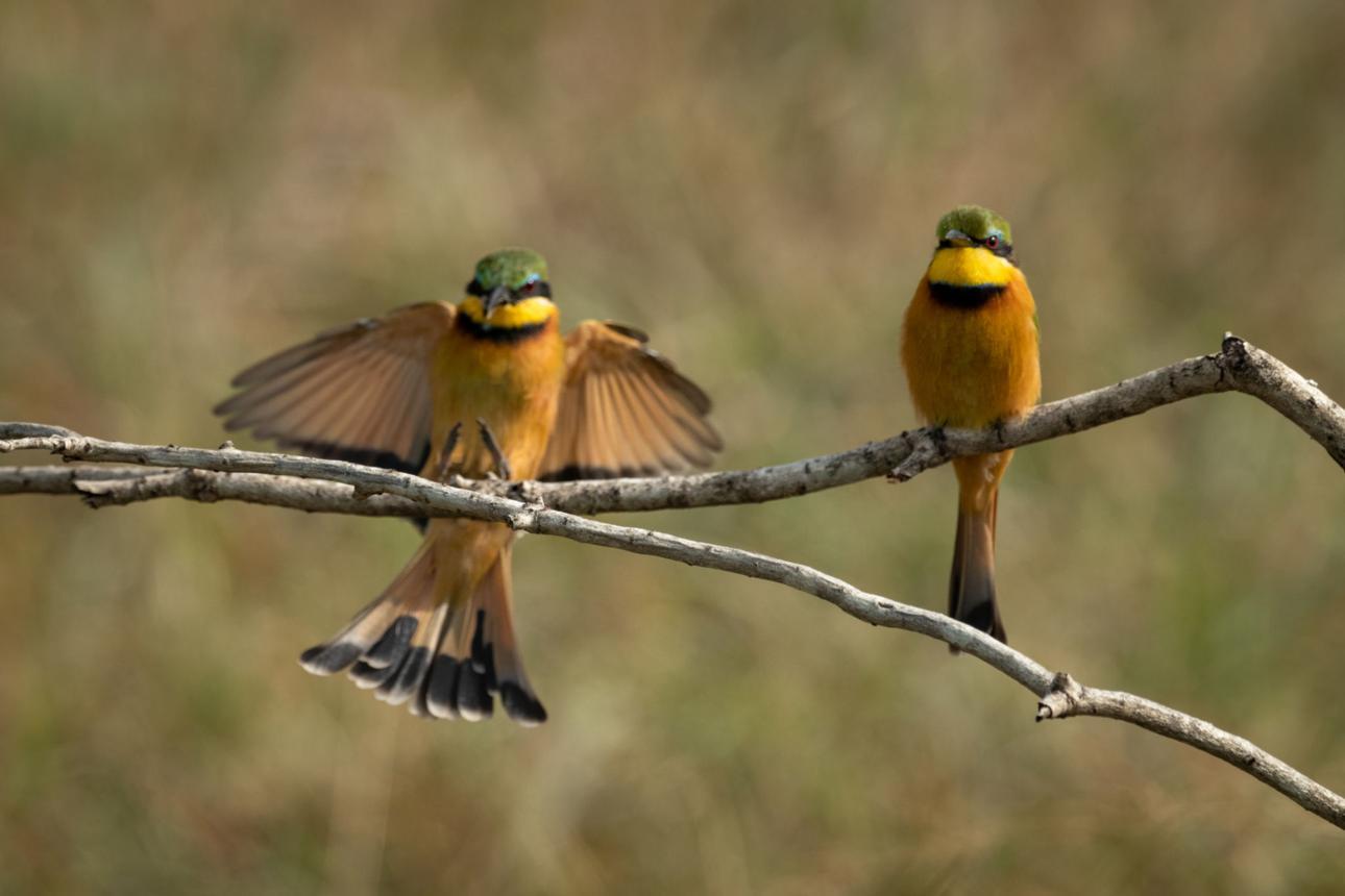 Little bee-eater bird image 3 for Tanview Safaris birdwatching guide