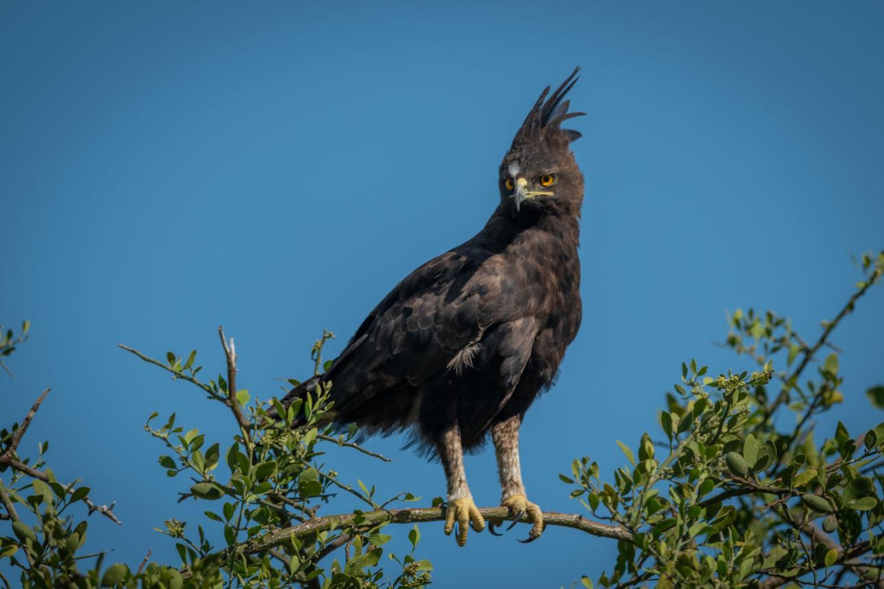 Long Tanzania safari guide image 1
