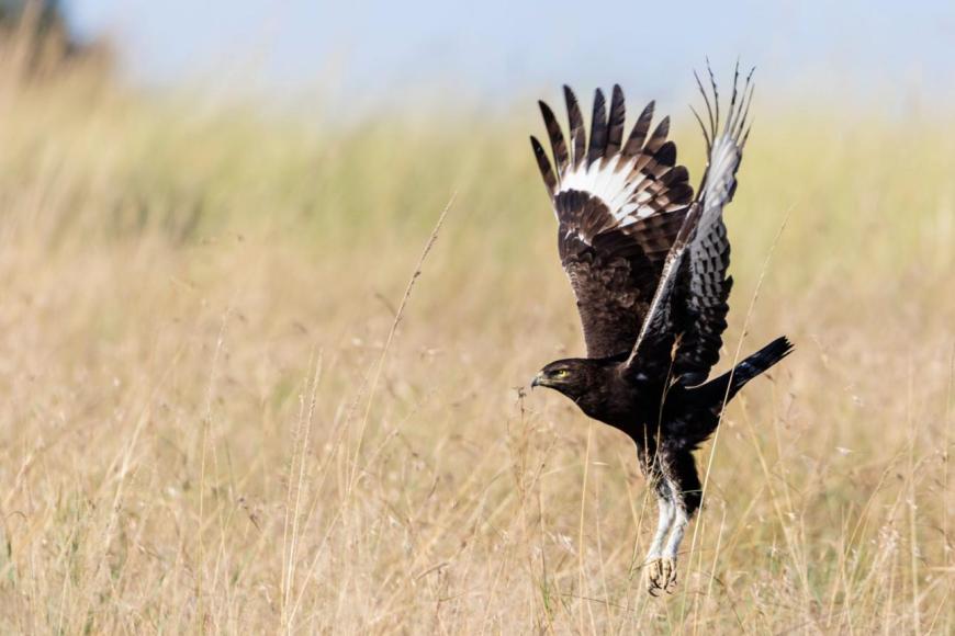 Long Tanzania safari guide image 3