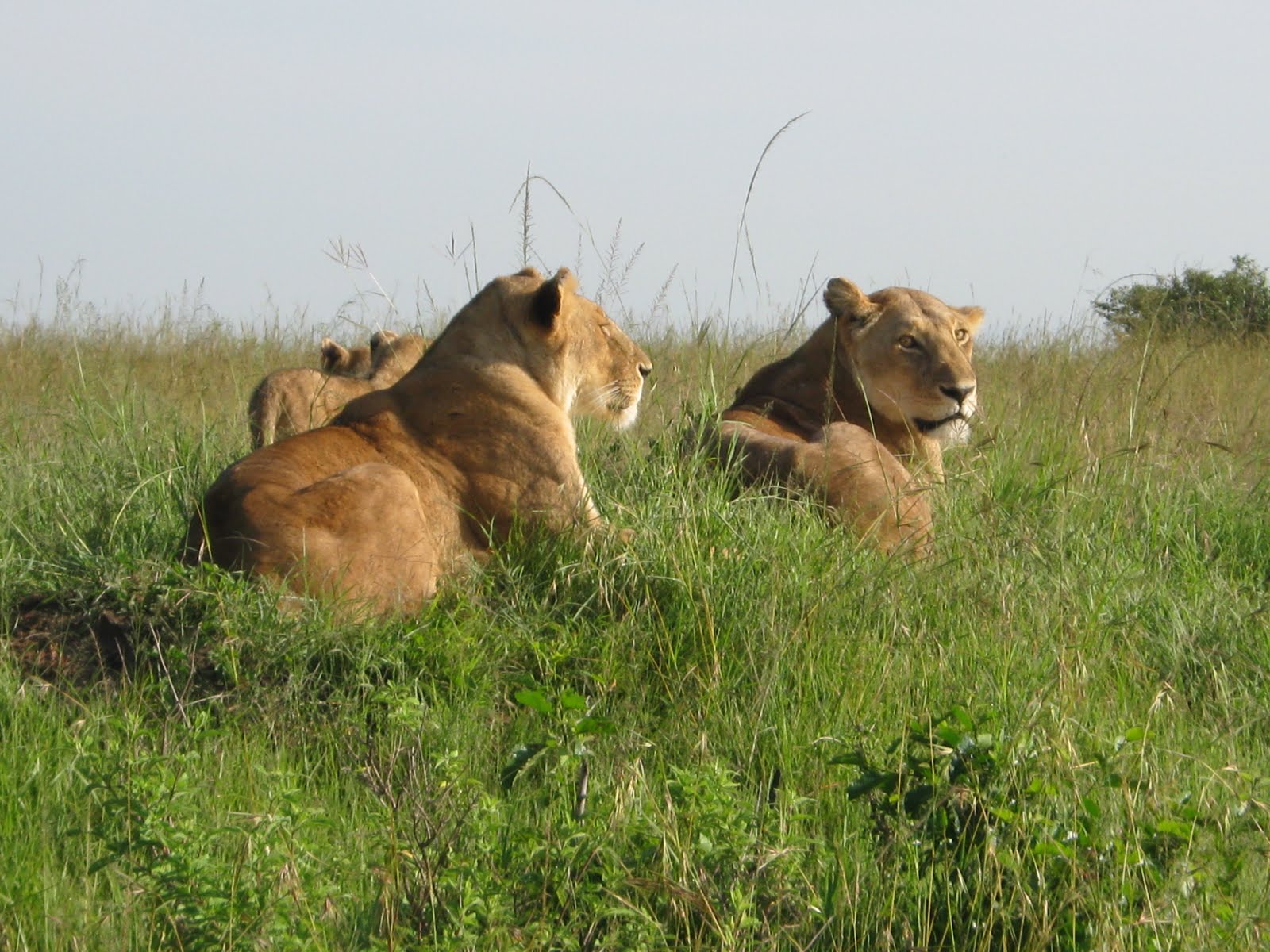 Real travel image for Luxury Tanzania Safari Cost Breakdown