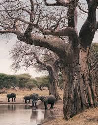 LUXURY TANZANIA SAFARI EXPERIENCE INTRODUCTION Tanzania safari guide image 1