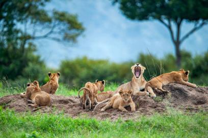 LUXURY TANZANIA SAFARI EXPERIENCE INTRODUCTION Tanzania safari guide image 11