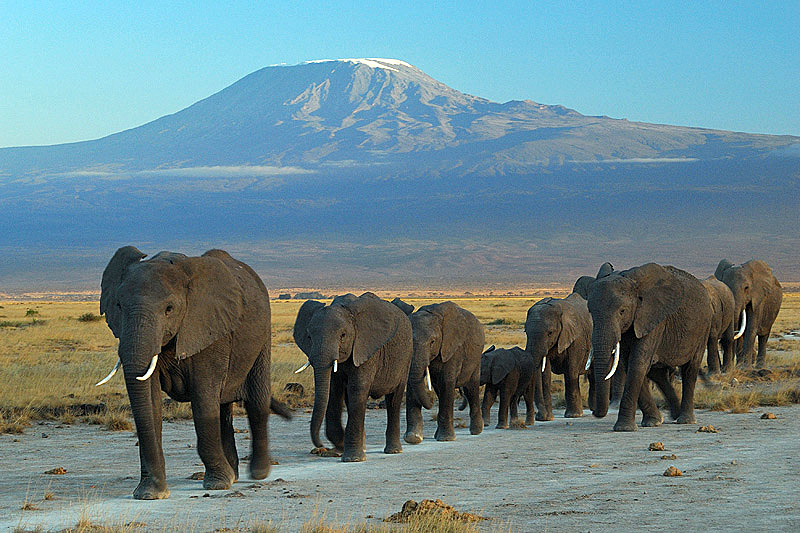 Real travel image for Maasai Mara vs Amboseli Which Kenya Safari Mood Fits Better?