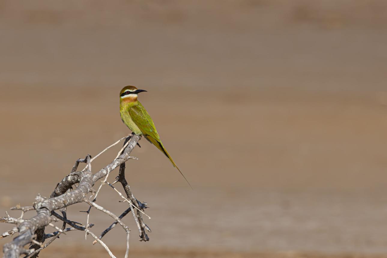 Madagascar bee-eater bird image 1 for Tanview Safaris birdwatching guide