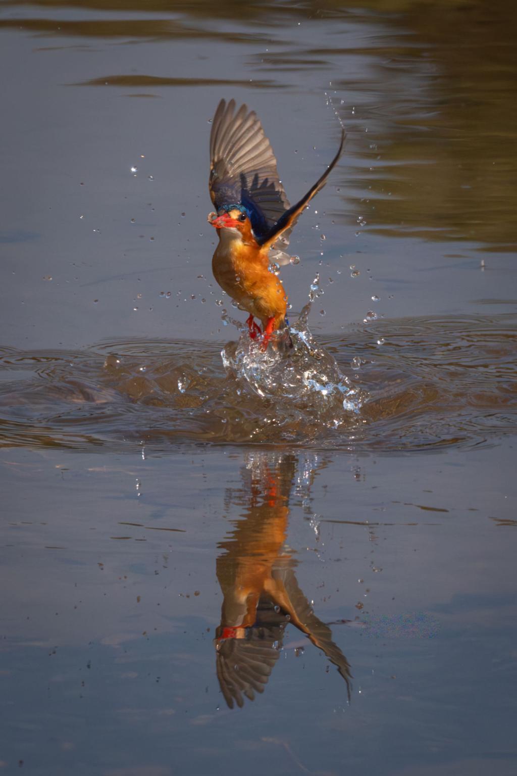 Malachite kingfisher bird image 2 for Tanview Safaris birdwatching guide
