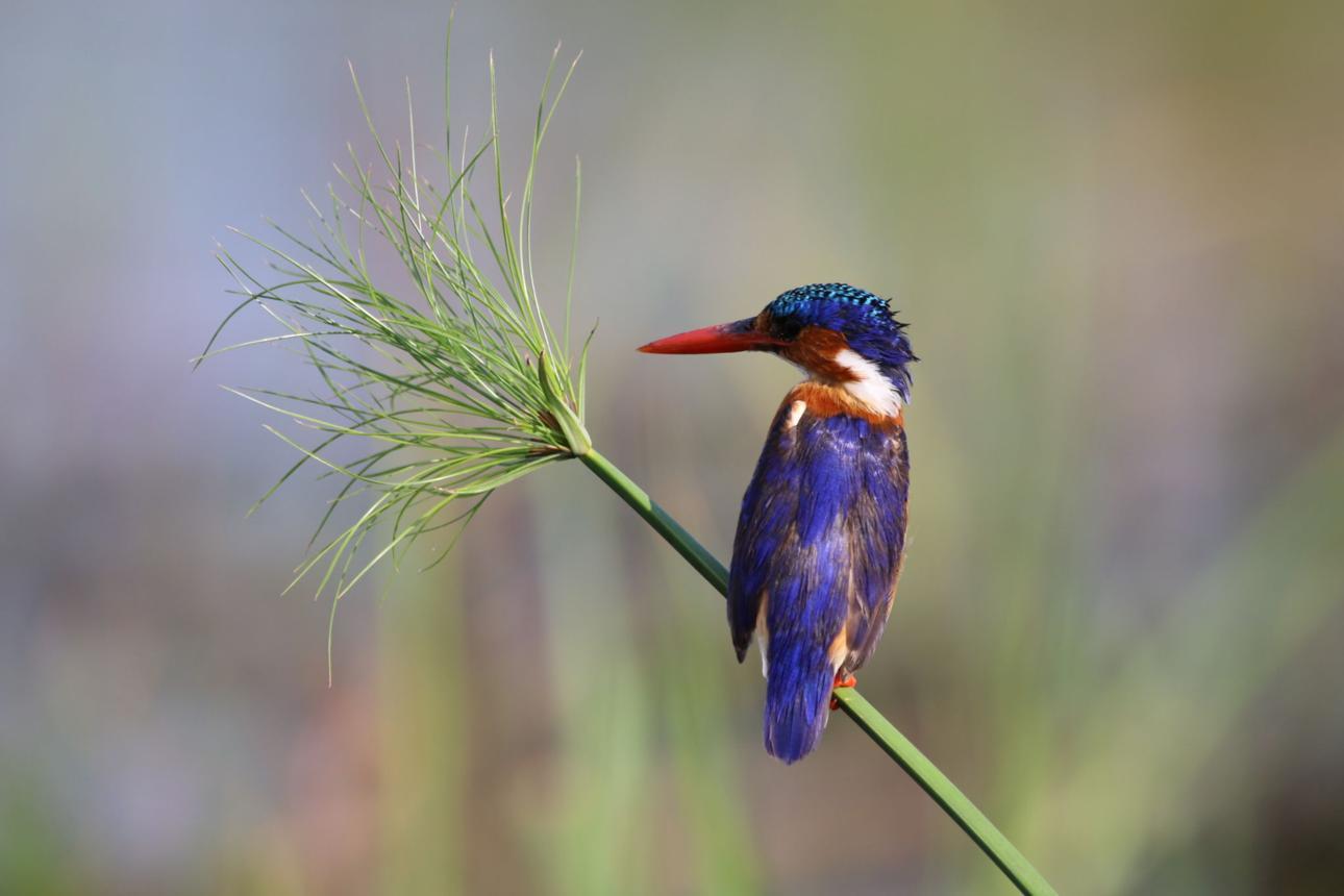 Malachite kingfisher bird image 3 for Tanview Safaris birdwatching guide