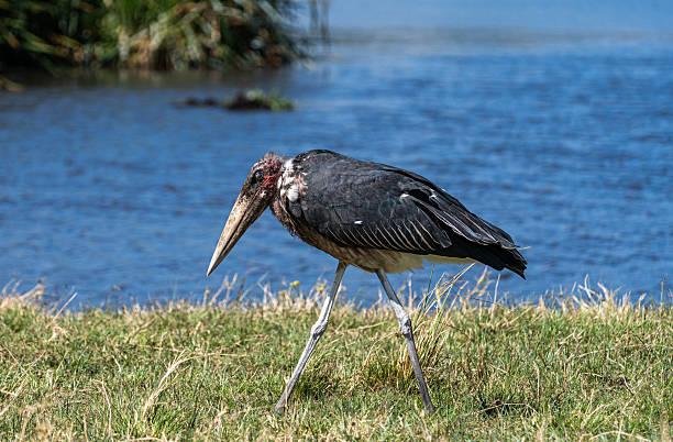 Marabou Stork Bird Tanzania safari guide image 3