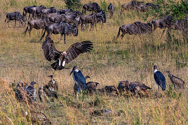 Marabou Stork Tanzania safari guide image 2