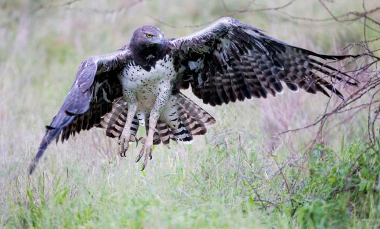 Martial eagle Tanzania safari guide image 1