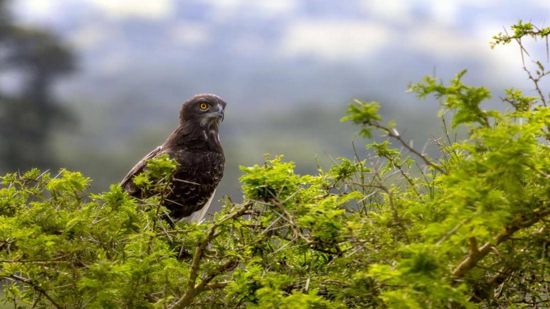 Martial eagle Tanzania safari guide image 5