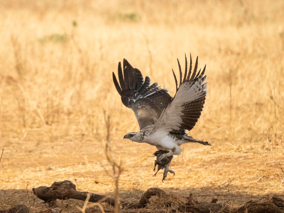 Martial eagle Tanzania safari guide image 6