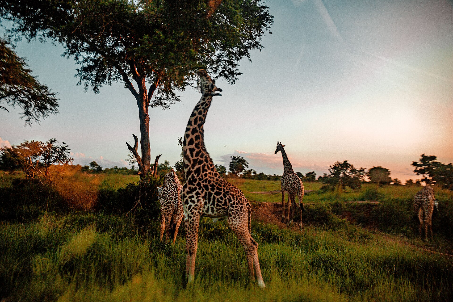 Real travel image for Mikumi for First-Time Southern Tanzania Travelers What to Expect