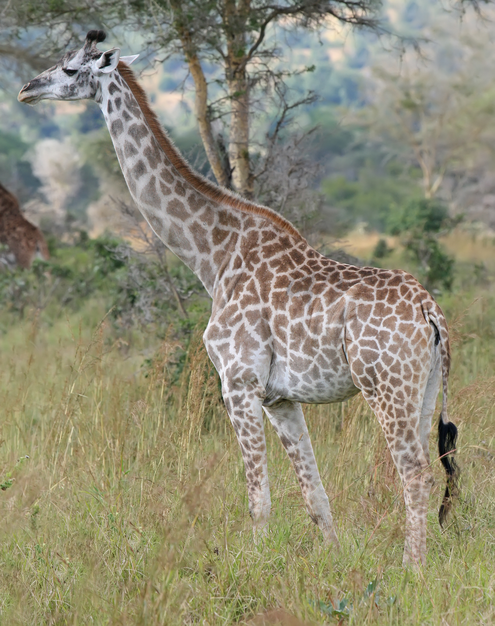 Real travel image for Mikumi Road Trip vs Fly-In Safari Which Approach Fits Better?