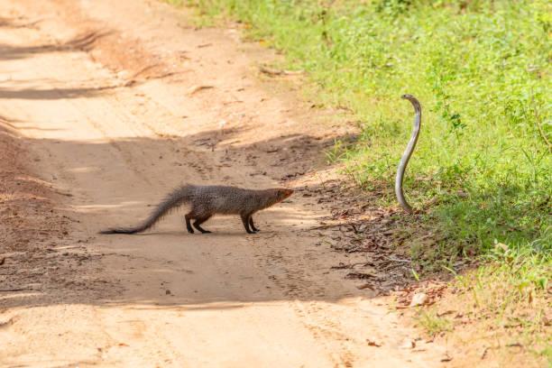 Mongoose Tanzania safari guide image 1
