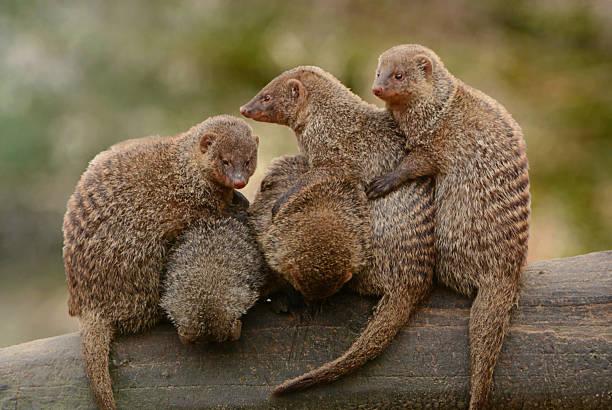 Mongoose Tanzania safari guide image 2