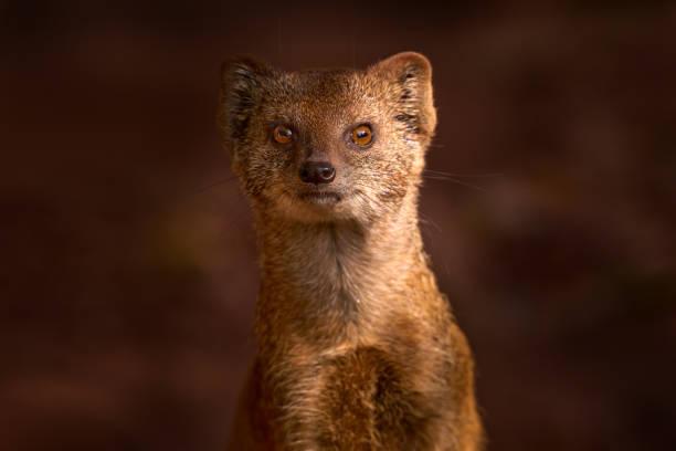 Mongoose Tanzania safari guide image 3