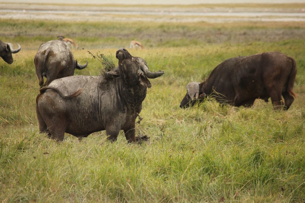 Real travel image for Ngorongoro Crater Honeymoon Safari Is It Worth It?
