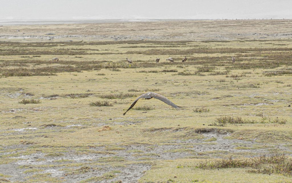 Ngorongoro Crater landscape on the northern Tanzania safari circuit
