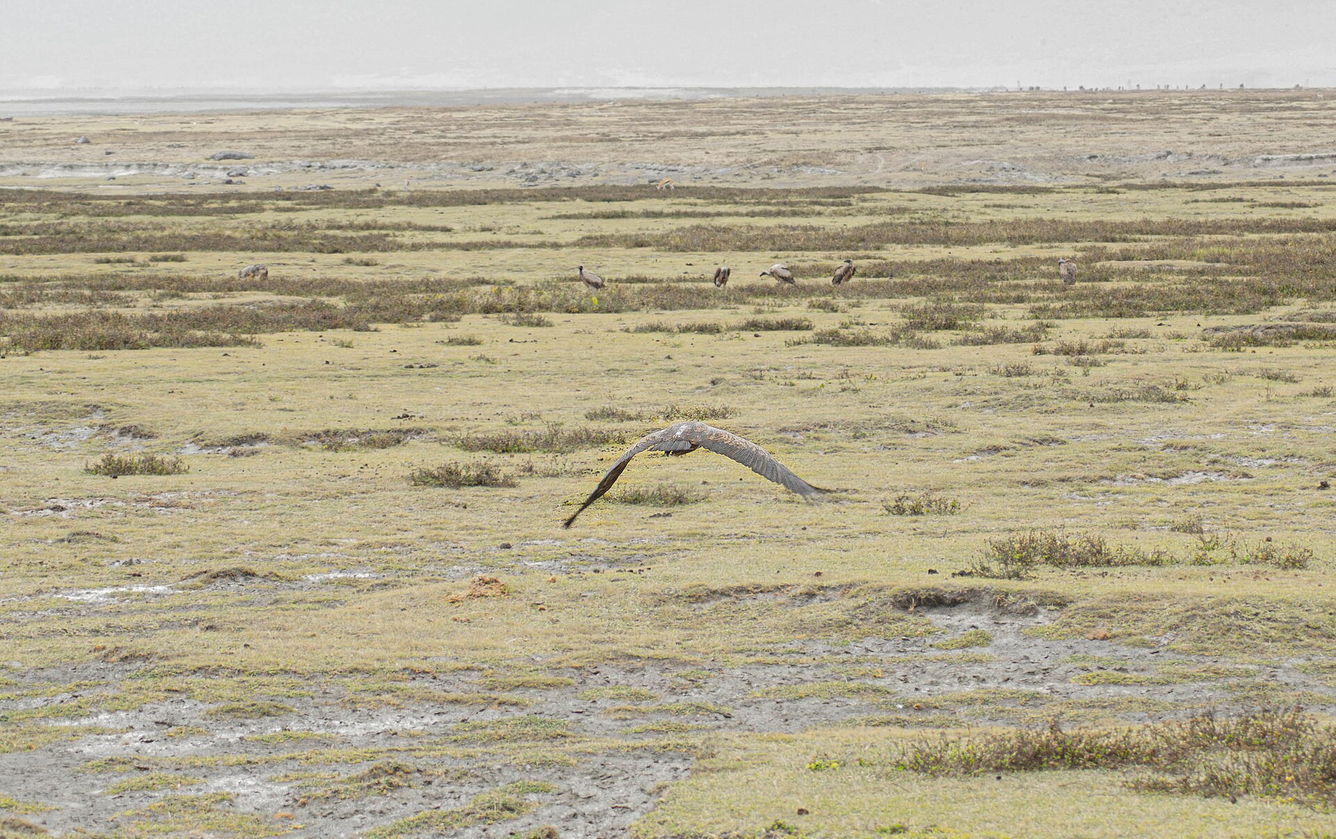 5-Day Northern Tanzania Parks Luxury Safari